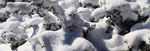 雪 花