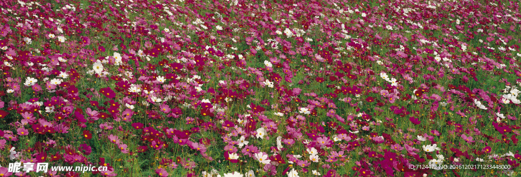 鲜花