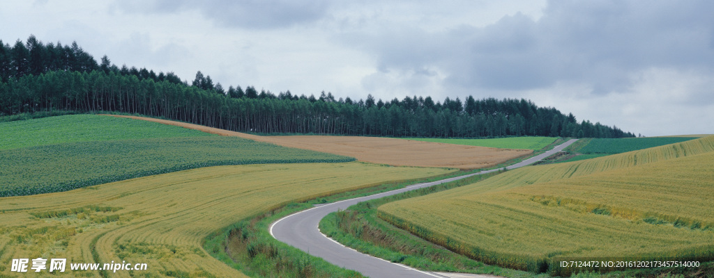 田野