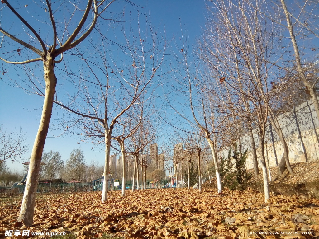 秋景图