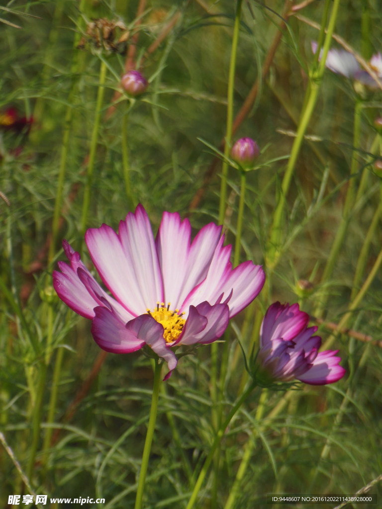 格桑花