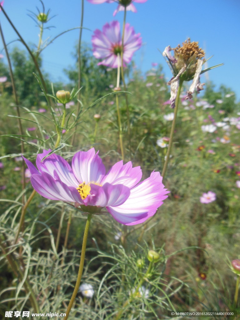 格桑花