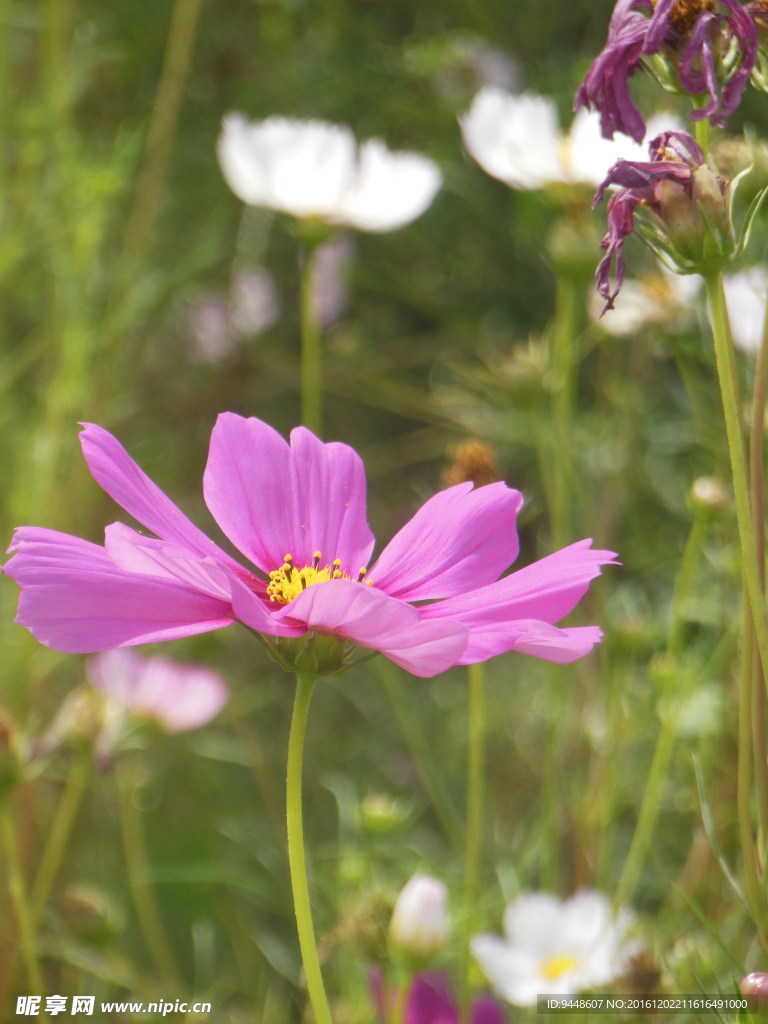 格桑花