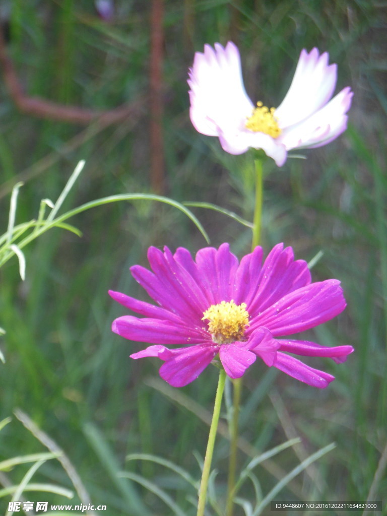 格桑花