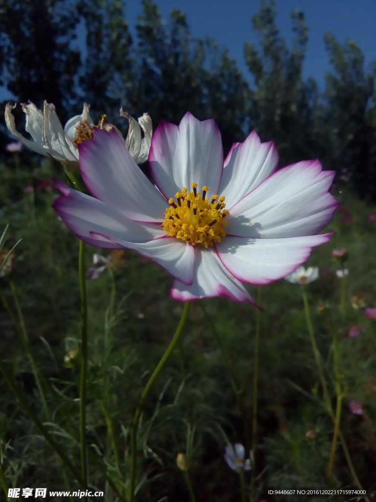 格桑花