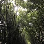 竹林