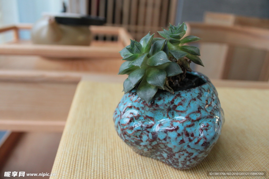 绿色植物