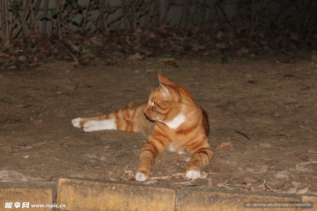 猫