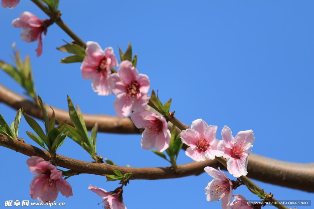 粉红桃花