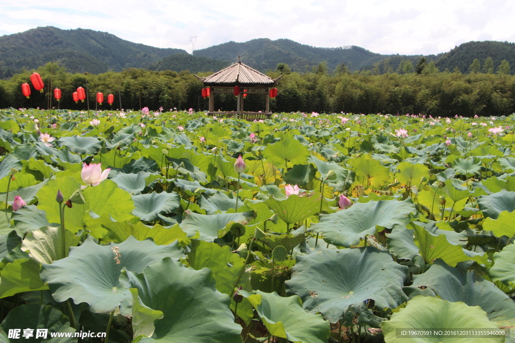 莲花池