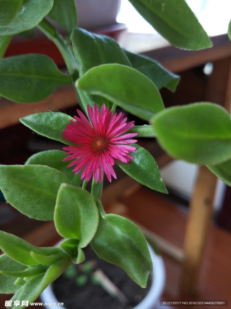 穿心莲花