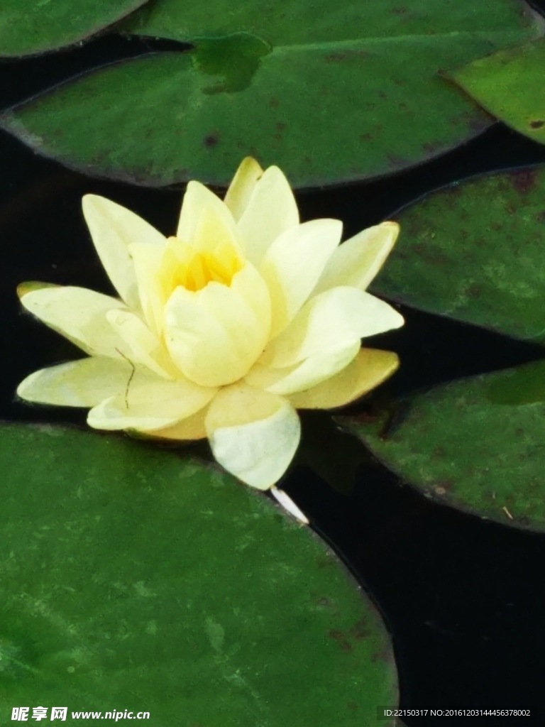 睡莲
