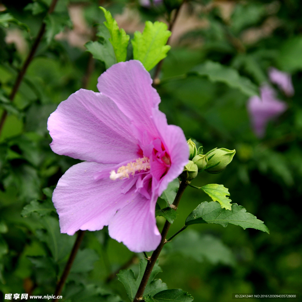 木槿花 粉红花朵 花瓣 花蕊