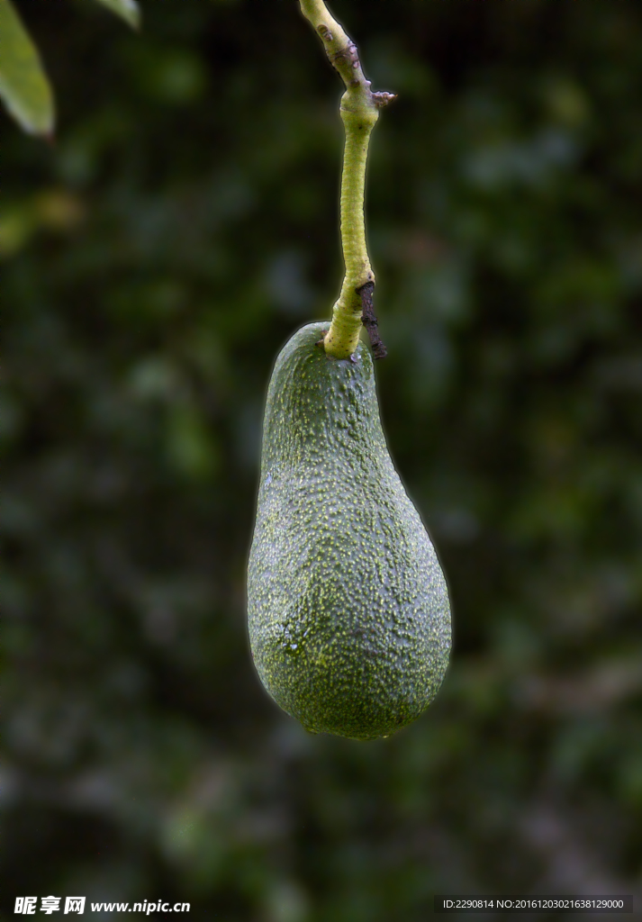 牛油果 鳄梨 水果 新鲜 植物