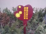花草牌照片