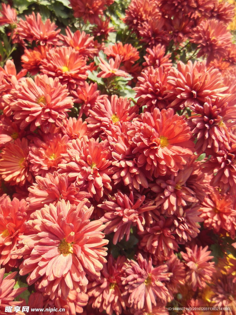 雏菊