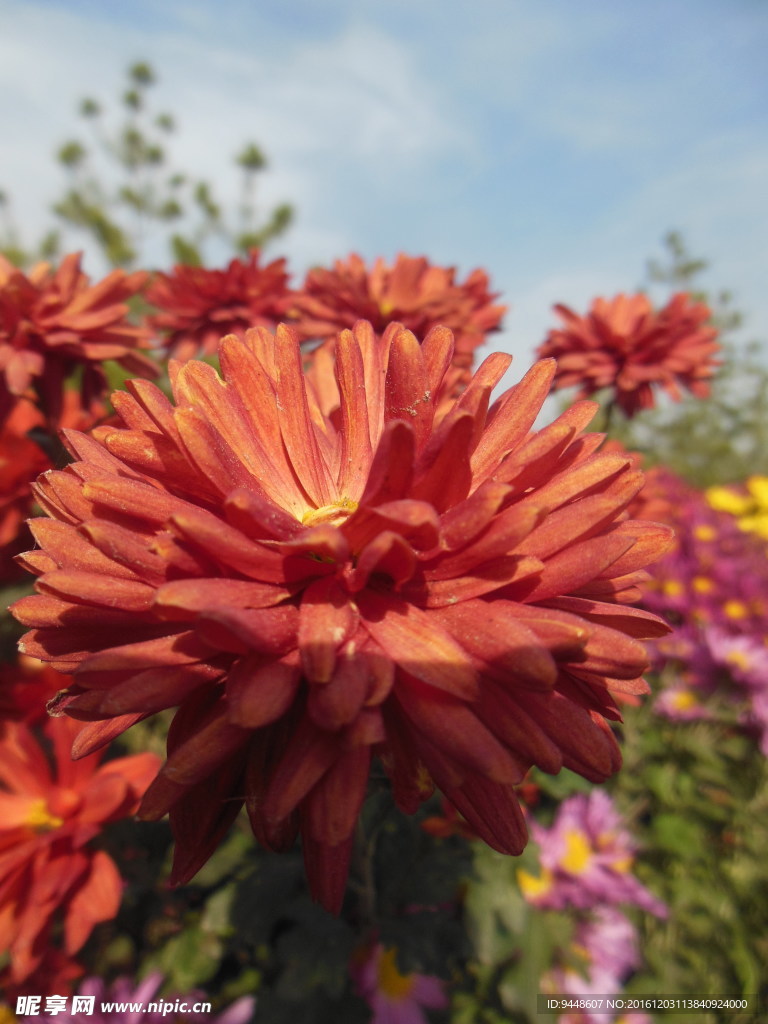 雏菊