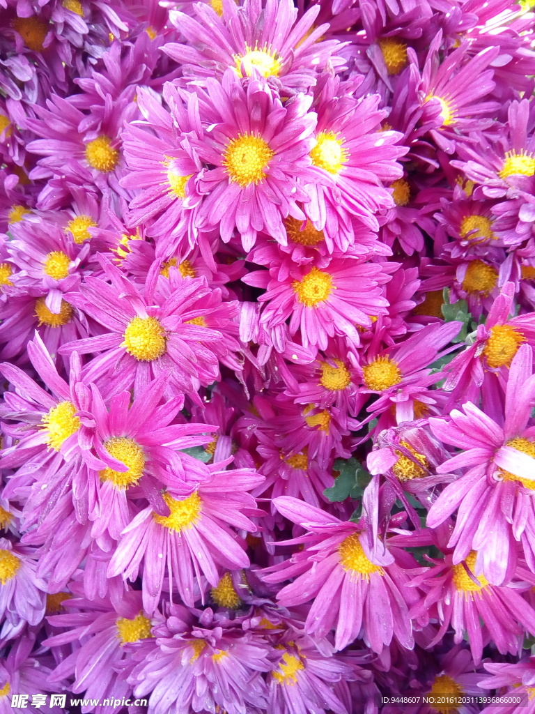 雏菊