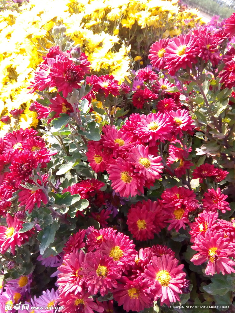 雏菊
