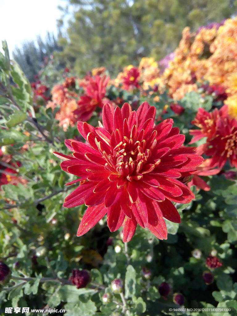 雏菊