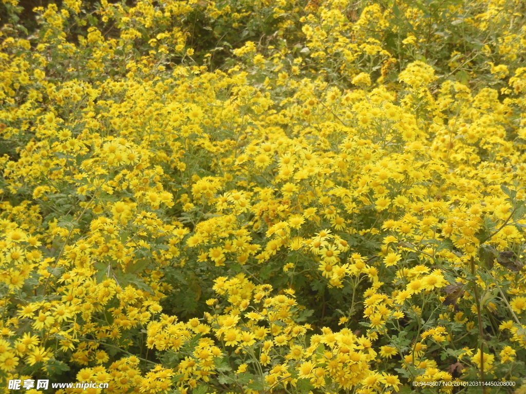野菊花