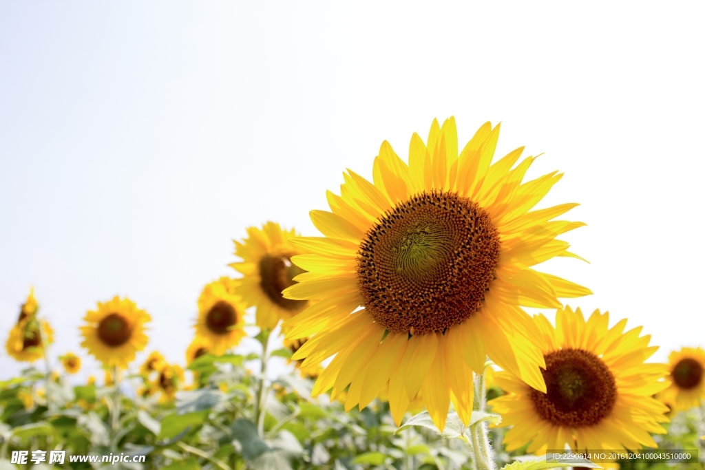 向日葵 葵花 花 向日 瓜子