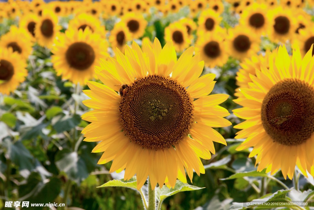 向日葵 葵花 花 向日 瓜子