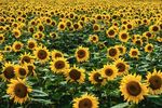 向日葵 葵花 花 向日 瓜子