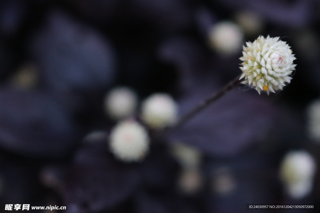 花