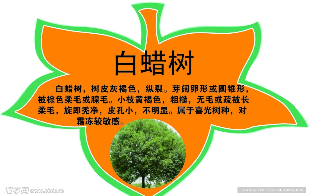 树叶 形状