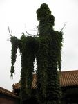 藤蔓