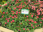 长春花大力神