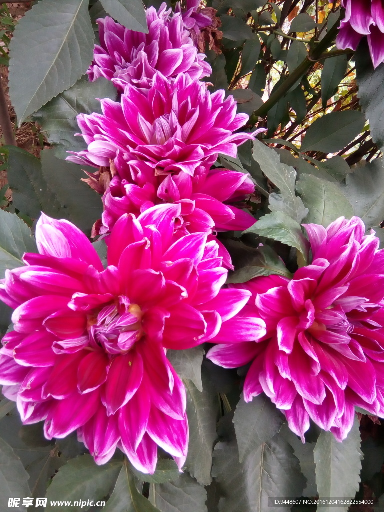 大丽菊
