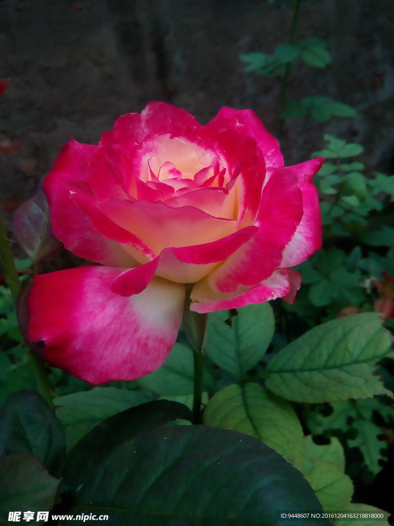 月季花