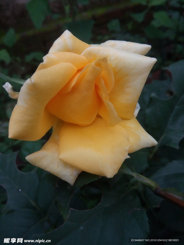 月季花
