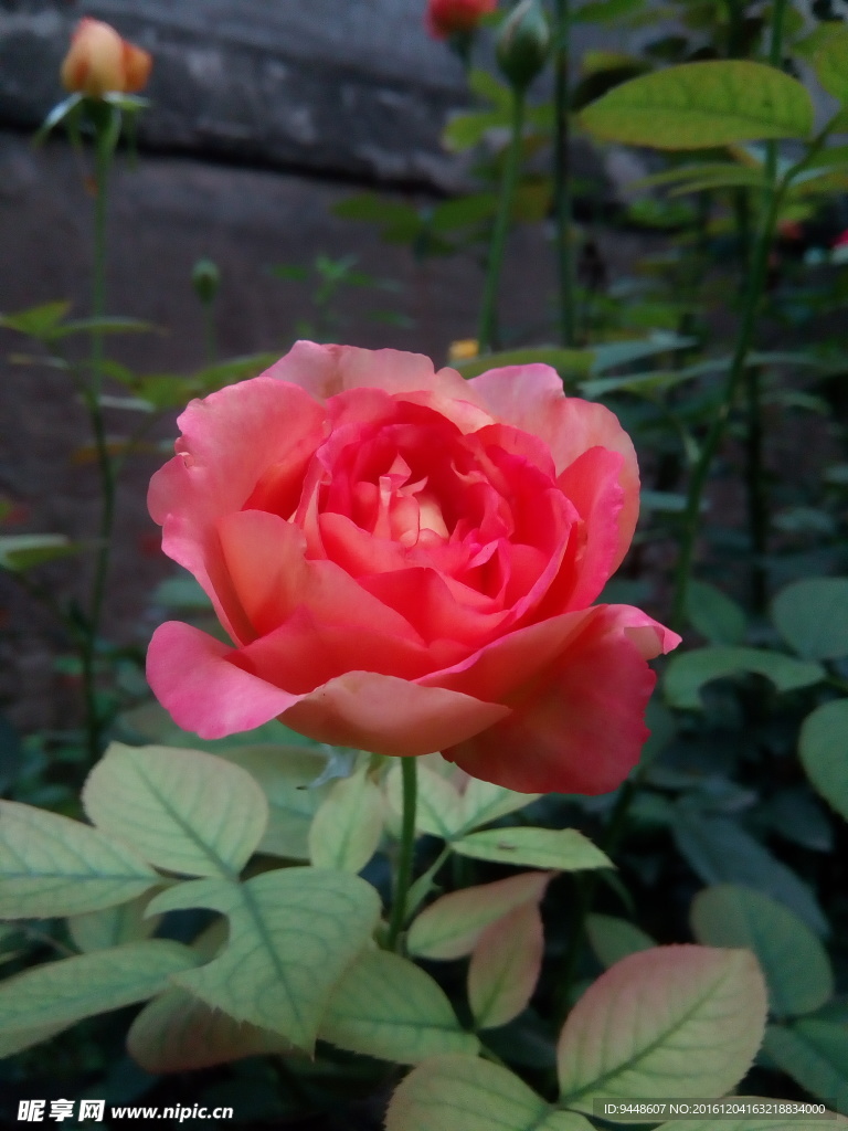 月季花