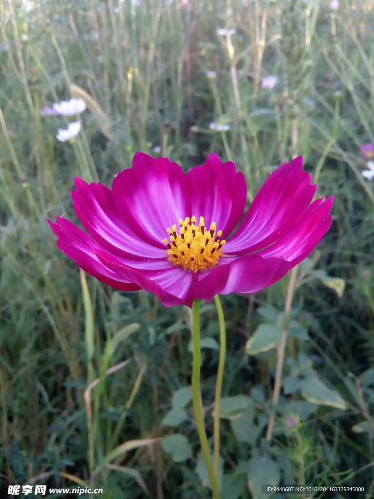 格桑花