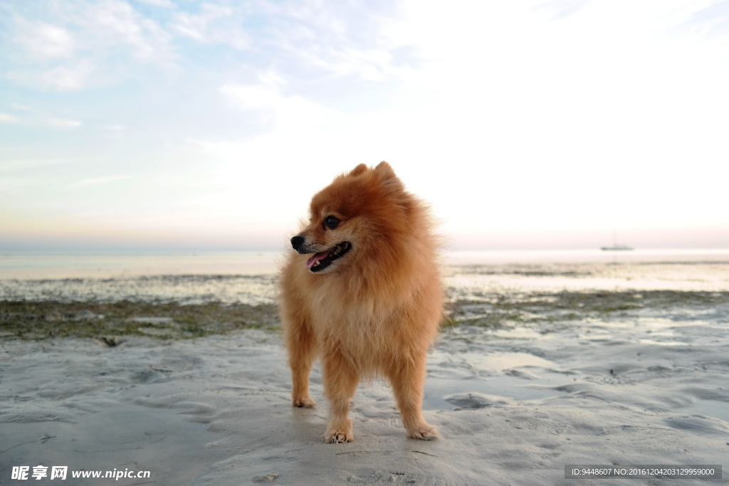 迷你博美犬图片