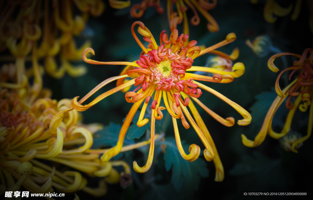 菊花