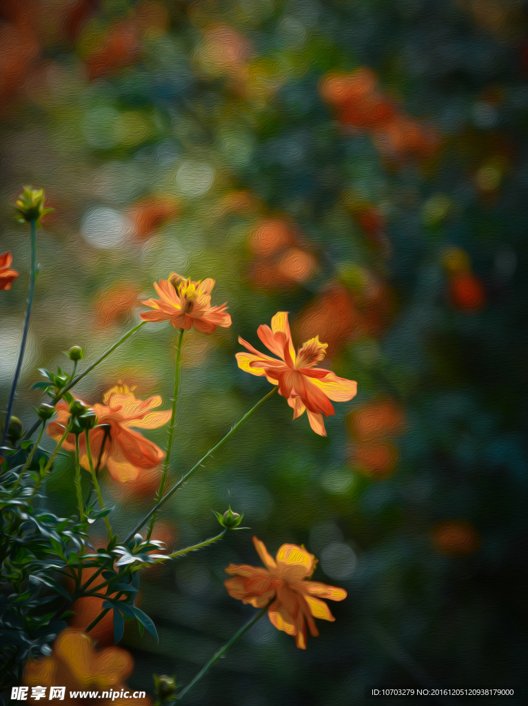 黄花