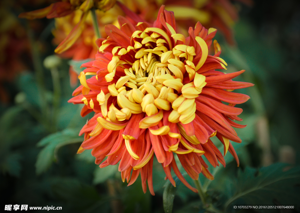 菊花