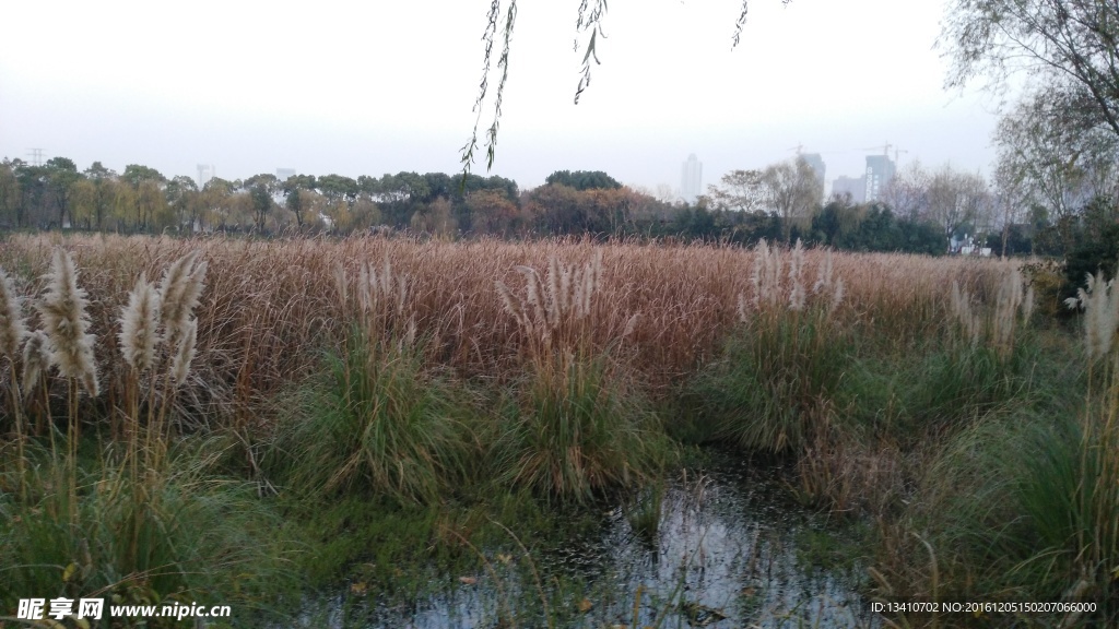 深秋的芦苇&湿地