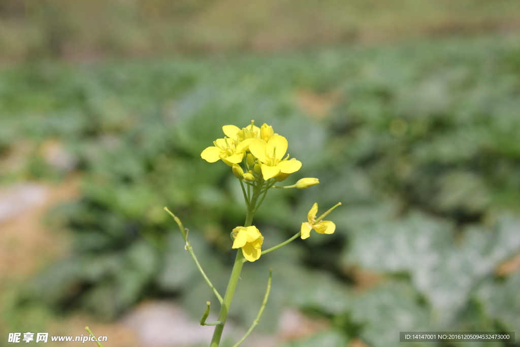 油菜花