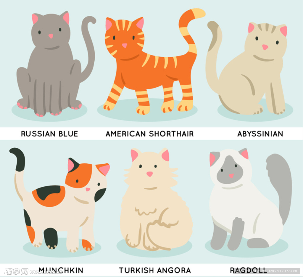 宠物猫