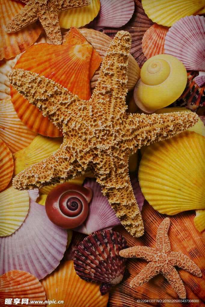 海星