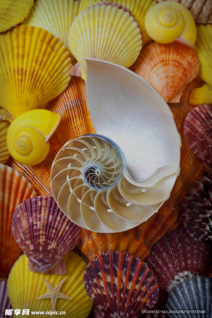 海螺
