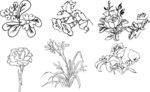 插画  线条画  花