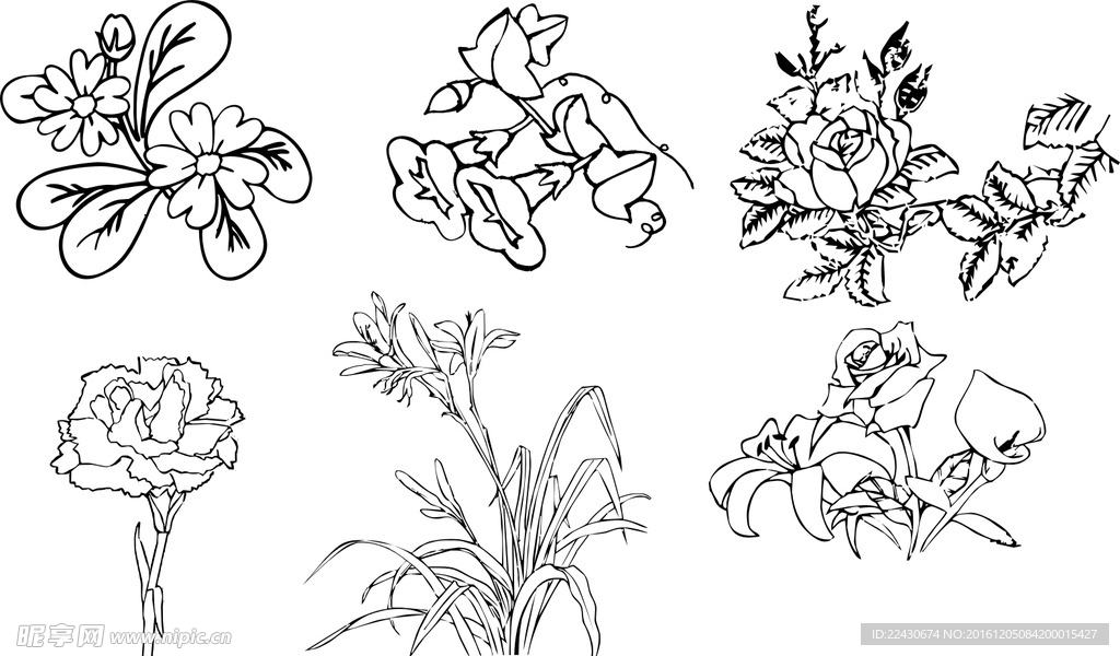 插画  线条画  花