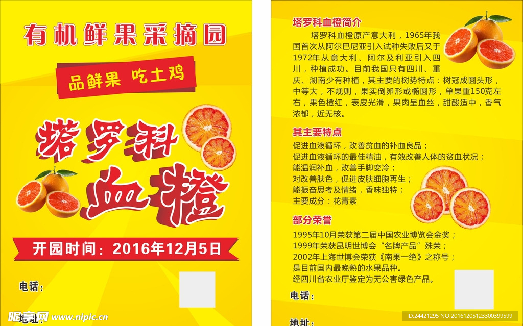 橙子传单