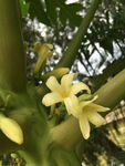 木瓜花